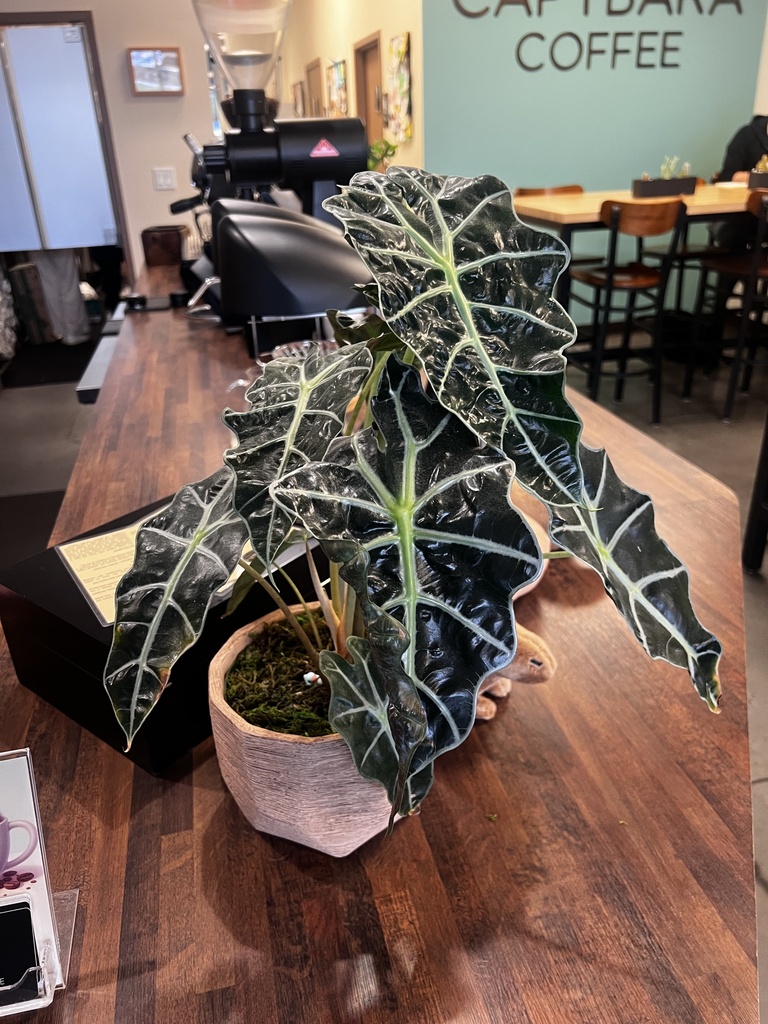Alocasia African mask plant leaf detail