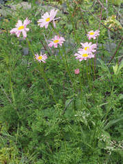 Tanacetum coccineum