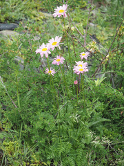 Tanacetum coccineum