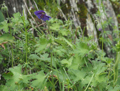 Geranium platypetalum