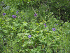 Geranium platypetalum