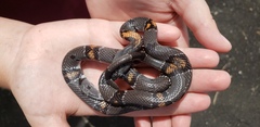 Lampropeltis alterna