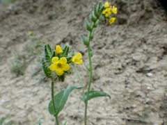 Amsinckia vernicosa