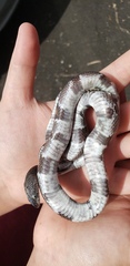 Lampropeltis alterna