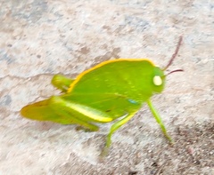 Teratodes monticollis