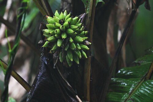 Kinabalu Mountain Banana (Musa monticola)