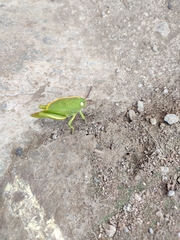 Teratodes monticollis