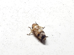 Anoscopus serratulae