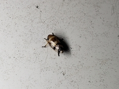 Anoscopus serratulae