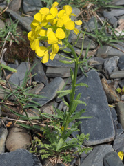 Erysimum ibericum