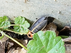 Photinus