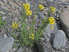 Erysimum ibericum