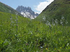 Veronica gentianoides