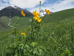 Trollius ranunculinus