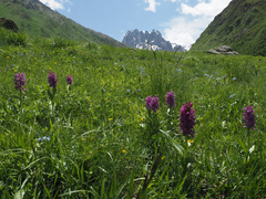 Dactylorhiza euxina
