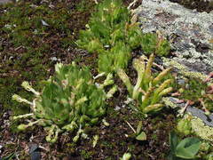 Endophyllum sempervivi