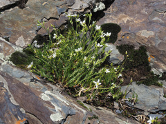 Minuartia