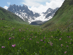 Primula auriculata