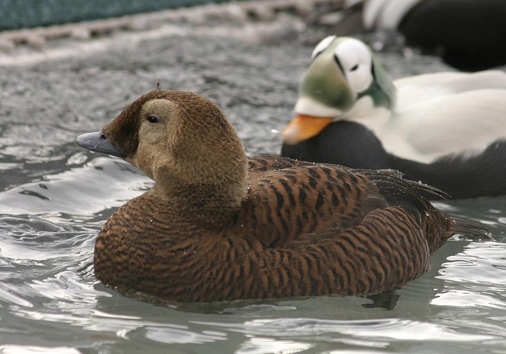 Spectacled Eider