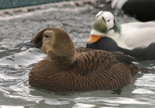 Spectacled Eider