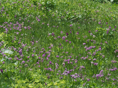 Primula auriculata