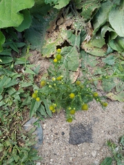 Matricaria discoidea