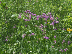 Primula auriculata