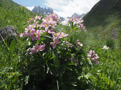 Anemonastrum fasciculatum