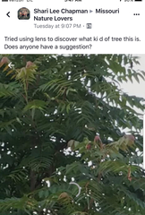 Ailanthus