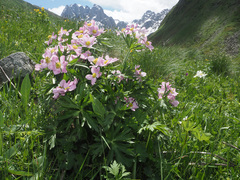 Anemonastrum fasciculatum