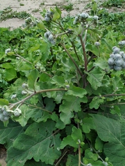 Arctium tomentosum