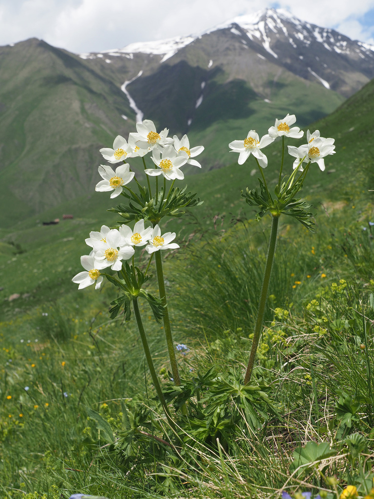 Anemonastrum
