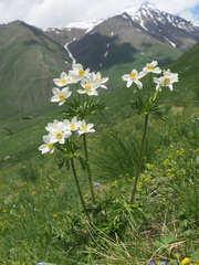 Anemonastrum fasciculatum