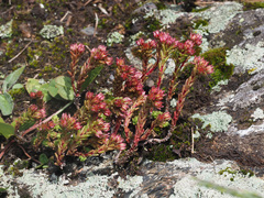 Sedum tenellum