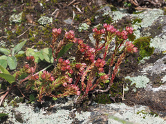Sedum tenellum