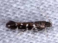 Stagmatophora argyrostrepta