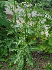 Cirsium arvense