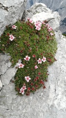 Potentilla nitida