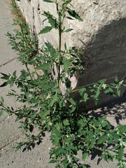 Chenopodium album