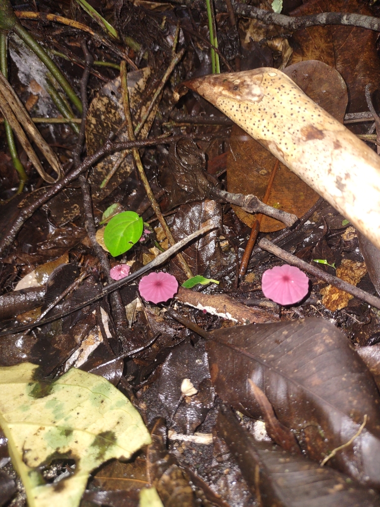 Marasmius haematocephalus · November 2024 · photo: © shivapires (iNaturalist, cc-by-sa)