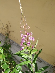 Chamaenerion angustifolium