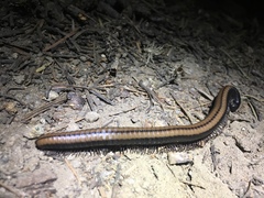 Californiulus yosemitensis