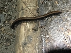 Californiulus yosemitensis