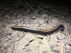 Californiulus yosemitensis