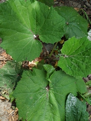 Tussilago farfara