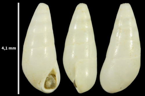 Melanella praecurta