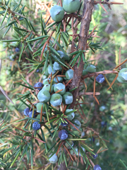 Juniperus chinensis