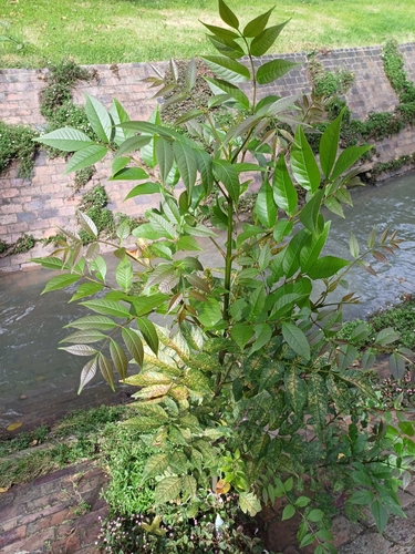 Image of Fraxinus uhdei by no rights reserved