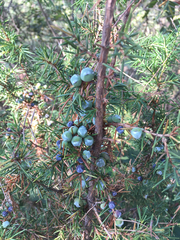 Juniperus chinensis