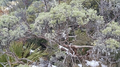 Brachyglottis cassinioides